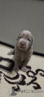 Foto №2 zu Ankündigung № 138527 zu verkaufen labradoodle - einkaufen Serbien 