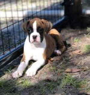 Foto №2 zu Ankündigung № 169386 zu verkaufen deutscher boxer - einkaufen Finnland quotient 	ankündigung, züchter