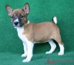 Foto №1. basenji - zum Verkauf in der Stadt Krakau | verhandelt | Ankündigung № 174943