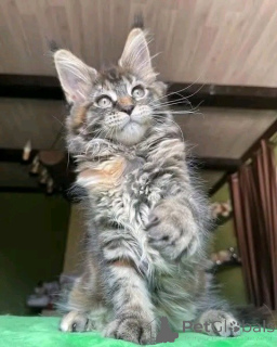 Foto №2 zu Ankündigung № 171577 zu verkaufen maine-coon-katze - einkaufen Deutschland quotient 	ankündigung