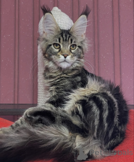 Foto №1. maine-coon-katze - zum Verkauf in der Stadt Ansubrg | 950€ | Ankündigung № 161398
