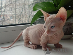 Foto №1. sphynx-katze - zum Verkauf in der Stadt Oslo | verhandelt | Ankündigung № 76909