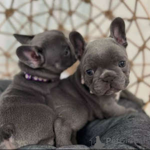 Foto №1. französische bulldogge - zum Verkauf in der Stadt Штутгарт | 300€ | Ankündigung № 125163