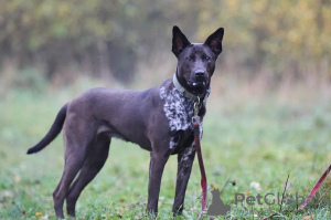 Foto №3. Die kluge, aufmerksame und liebevolle Hündin Tessa sucht ein Zuhause.. Russische Föderation