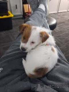 Foto №3. Jack Russell Terrier Welpen zu verkaufen. Deutschland