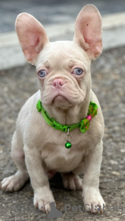 Foto №2 zu Ankündigung № 120955 zu verkaufen französische bulldogge - einkaufen Serbien züchter