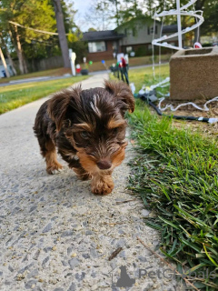Foto №3. Teacup Yorkie Welpen zu verkaufen. Åland-Inseln
