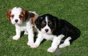Foto №1. cavalier king charles spaniel - zum Verkauf in der Stadt Nikosia | 291€ | Ankündigung № 155728