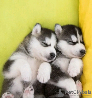 Foto №2 zu Ankündigung № 125672 zu verkaufen siberian husky - einkaufen Finnland quotient 	ankündigung, vom kindergarten, aus dem tierheim, züchter