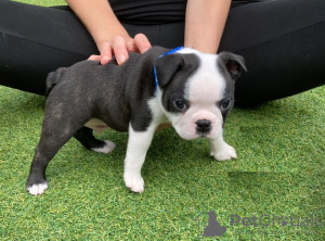 Zusätzliche Fotos: Entzückende Boston Terrier-Welpen zur kostenlosen Adoption