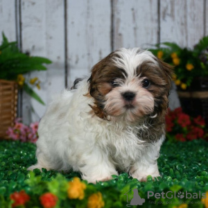 Foto №1. shih tzu - zum Verkauf in der Stadt Дрезден | 300€ | Ankündigung № 130687