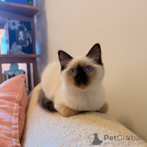 Foto №1. ragdoll-katze - zum Verkauf in der Stadt Gardelegen | verhandelt | Ankündigung № 175097