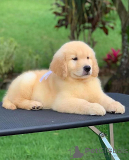 Foto №2 zu Ankündigung № 111566 zu verkaufen golden retriever - einkaufen Tschechische Republik quotient 	ankündigung