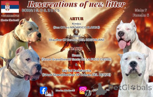 Foto №1. dogo argentino - zum Verkauf in der Stadt Belgrad | verhandelt | Ankündigung № 141230