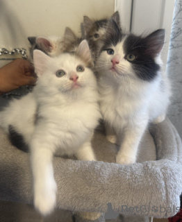 Foto №1. ragdoll-katze - zum Verkauf in der Stadt Aarbergen | 350€ | Ankündigung № 164552