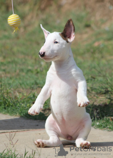 Foto №2 zu Ankündigung № 122367 zu verkaufen bullterrier - einkaufen Serbien züchter