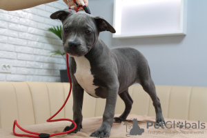 Foto №1. amerikanischer staffordshire terrier - zum Verkauf in der Stadt Chisinau | 600€ | Ankündigung № 43376