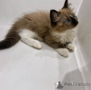 Foto №3. Reinrassige Ragdoll-Kätzchen zum Verkauf, männlich und weiblich, mit liebevollem. Niederlande