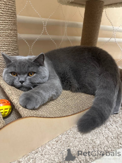 Foto №2 zu Ankündigung № 165879 zu verkaufen britisch langhaar - einkaufen Deutschland züchter