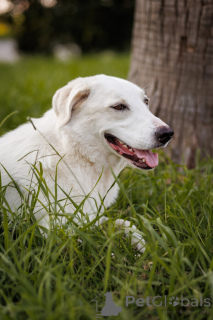 Foto №3. Der wundervolle Hund Belyash sucht eine Familie.. Russische Föderation