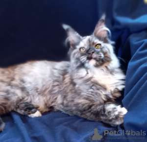 Foto №3. Maine-Coon-Polydakt. Russische Föderation