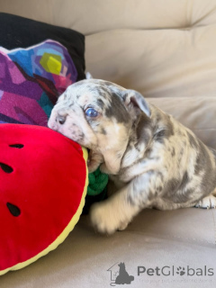 Foto №2 zu Ankündigung № 174879 zu verkaufen französische bulldogge - einkaufen Frankreich quotient 	ankündigung