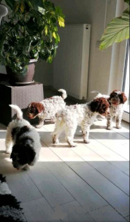 Foto №2 zu Ankündigung № 71827 zu verkaufen lagotto romagnolo - einkaufen Serbien 