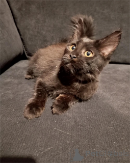 Foto №1. maine-coon-katze - zum Verkauf in der Stadt Böten | 350€ | Ankündigung № 154591