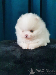 Foto №3. Mini-Pommerscher Spitz, weiß, boo.. Georgien