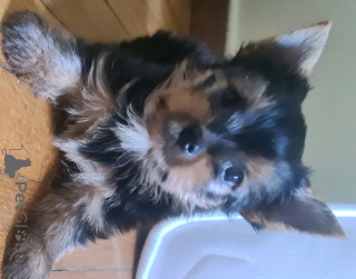 Foto №3. Yorkshire Terrier sucht eine Familie. Griechenland