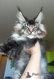 Foto №4. Ich werde verkaufen maine-coon-katze in der Stadt Moskova. vom kindergarten, züchter - preis - 862€