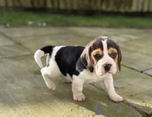 Foto №2 zu Ankündigung № 138374 zu verkaufen  - einkaufen Australien 