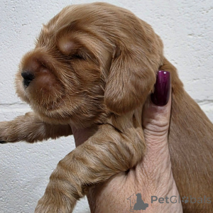 Foto №2 zu Ankündigung № 162437 zu verkaufen english cocker spaniel - einkaufen Finnland quotient 	ankündigung