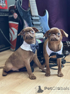 Foto №2 zu Ankündigung № 148226 zu verkaufen belgische zwerggriffons - einkaufen Serbien züchter