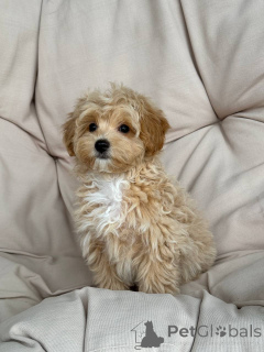 Foto №3. Sie sind schön und sehr respektvoll. Deutschland