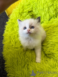 Foto №1. ragdoll-katze - zum Verkauf in der Stadt Denver | 244€ | Ankündigung № 152374