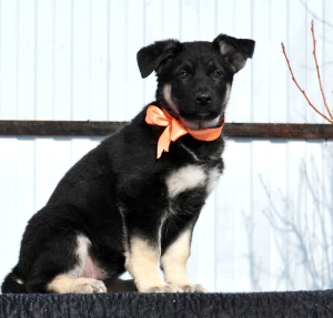 Foto №1. osteuropäischer schäferhund - zum Verkauf in der Stadt Orenburg | 346€ | Ankündigung № 6100