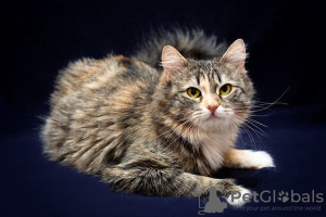Zusätzliche Fotos: Flauschige dreifarbige Katze Maggie in guten Händen