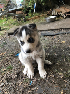 Foto №2 zu Ankündigung № 81670 zu verkaufen siberian husky - einkaufen Deutschland quotient 	ankündigung, vom kindergarten