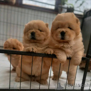 Foto №1. chow-chow - zum Verkauf in der Stadt Berlin | 500€ | Ankündigung № 137950