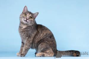 Foto №1.  - zum Verkauf in der Stadt Chimki | Frei | Ankündigung № 164500