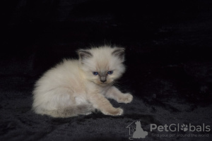 Foto №3. Niedliche Ragdoll-Kätzchen für ein liebevolles Zuhause. Spanien