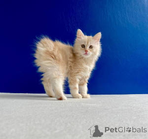 Foto №2 zu Ankündigung № 11665 zu verkaufen kurilen bobtail - einkaufen Ukraine vom kindergarten
