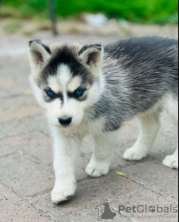 Foto №1. siberian husky - zum Verkauf in der Stadt Paris | verhandelt | Ankündigung № 62775