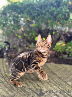 Foto №1. bengal katzenrasse - zum Verkauf in der Stadt Skellefe Å | 750€ | Ankündigung № 153275