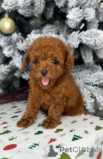 Foto №1. pudel (toy) - zum Verkauf in der Stadt Helsinki | 500€ | Ankündigung № 164031