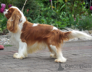 Foto №4. Ich werde verkaufen cavalier king charles spaniel in der Stadt Łochowo. quotient 	ankündigung - preis - 1800€