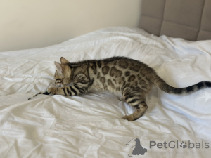 Foto №3. Junge Savannah F2. Großbritannien