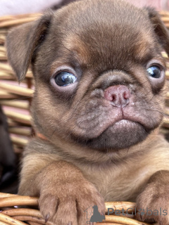 Foto №4. Ich werde verkaufen otterhund in der Stadt Sivats.  - preis - verhandelt