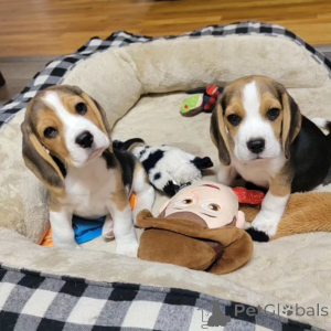 Foto №1. beagle - zum Verkauf in der Stadt Murau | verhandelt | Ankündigung № 169903